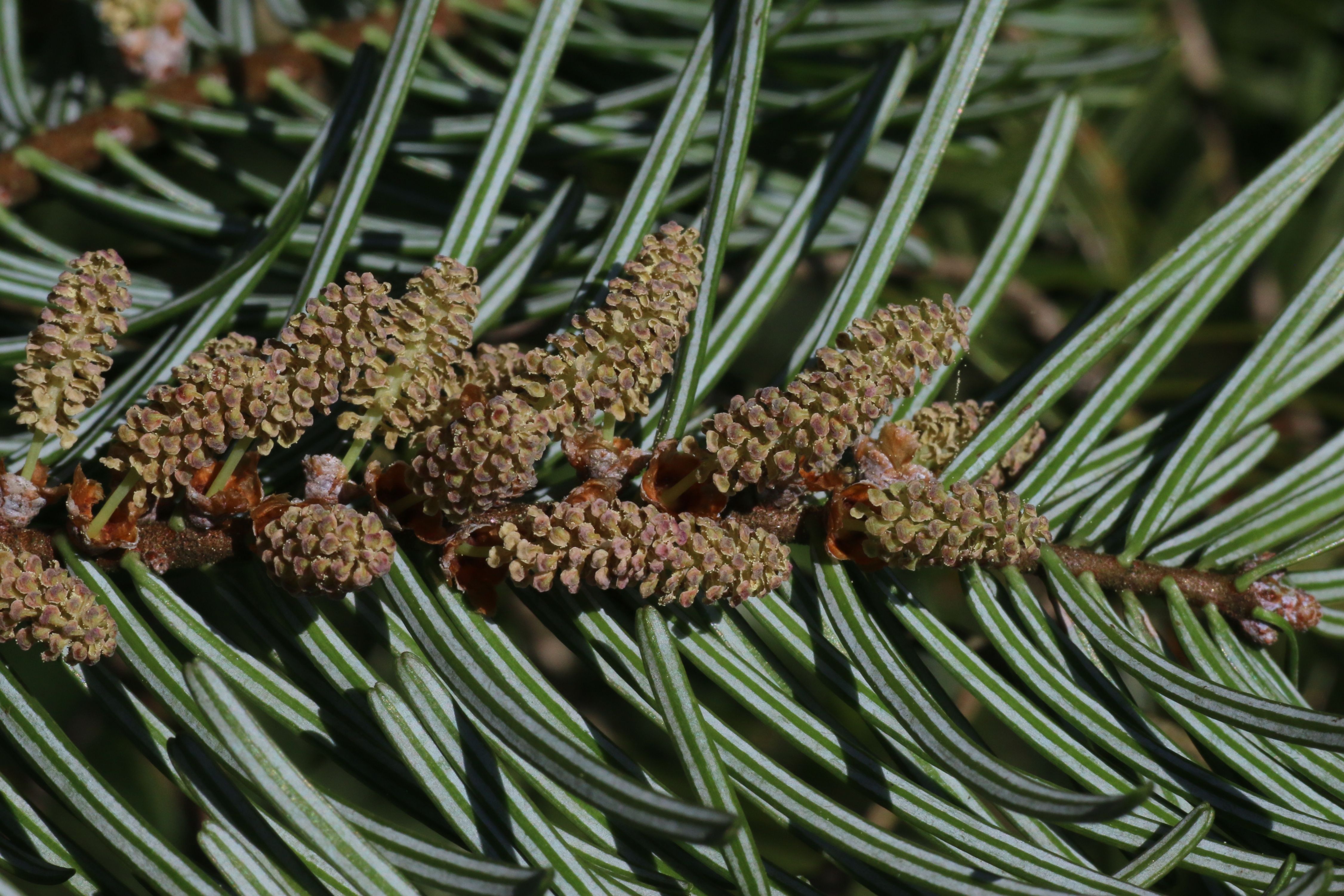 Abies grandis (door Willem Braam)