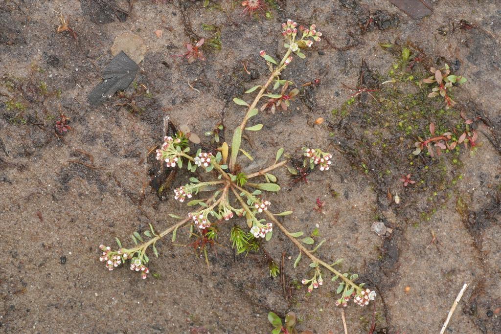 Corrigiola litoralis (door Willem Braam)