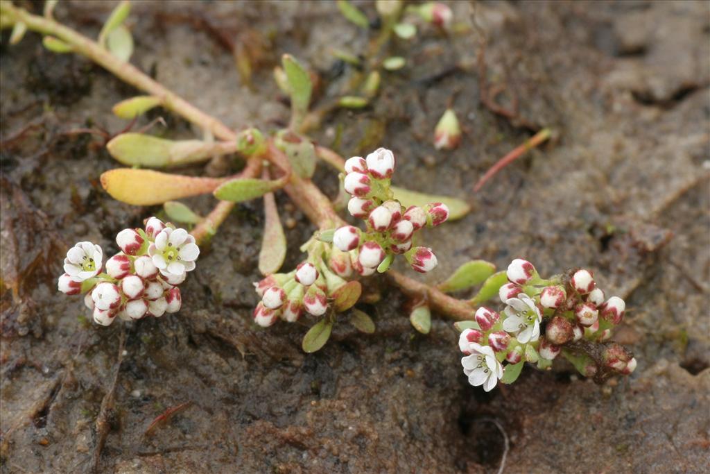 Corrigiola litoralis (door Willem Braam)