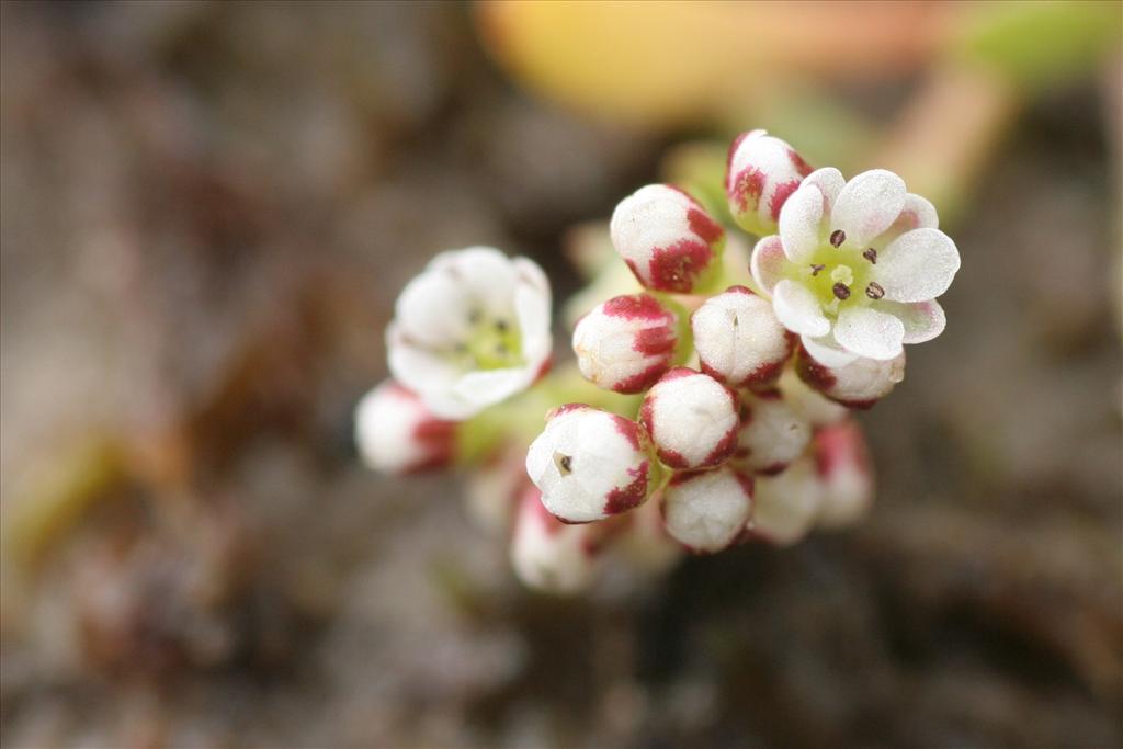 Corrigiola litoralis (door Willem Braam)