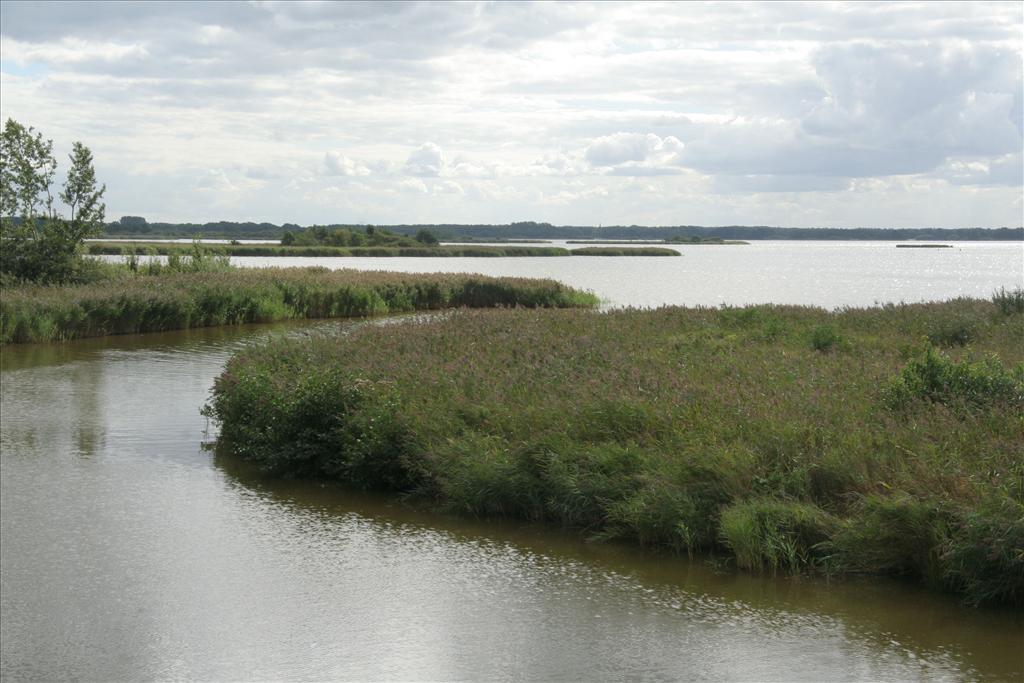 Phragmites australis (door Willem Braam)