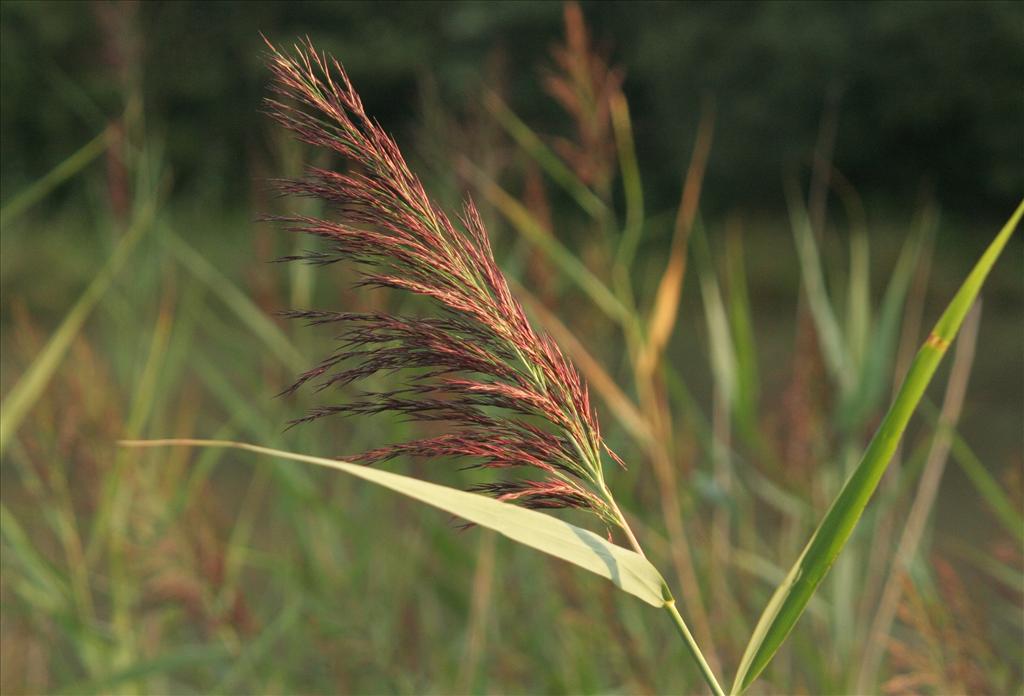 Phragmites australis (door Willem Braam)