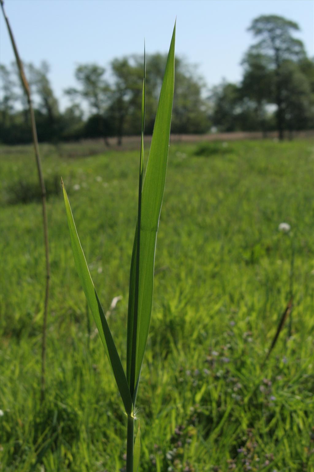 Phragmites australis (door Willem Braam)