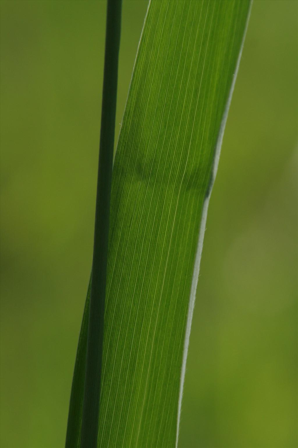 Phragmites australis (door Willem Braam)