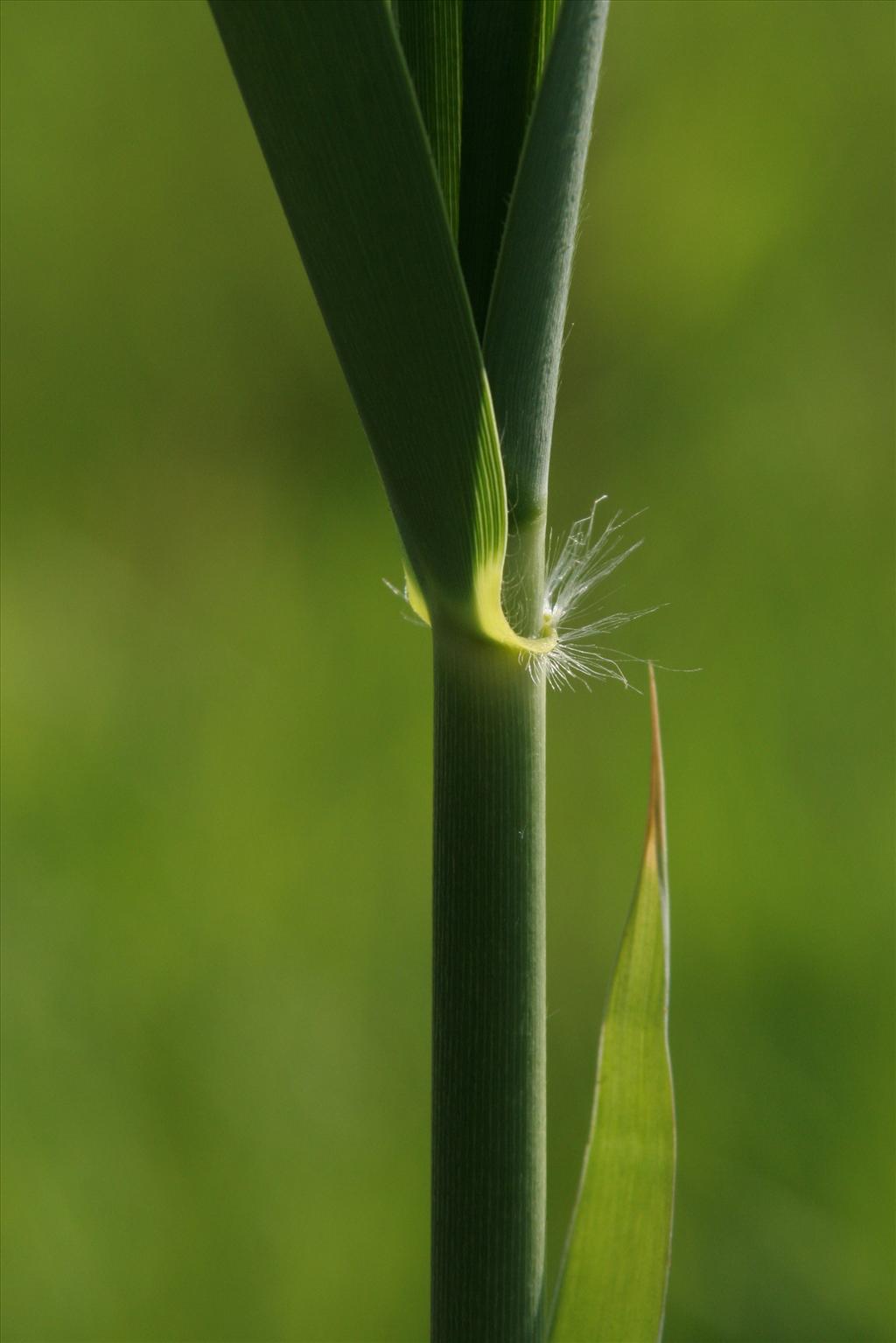 Phragmites australis (door Willem Braam)