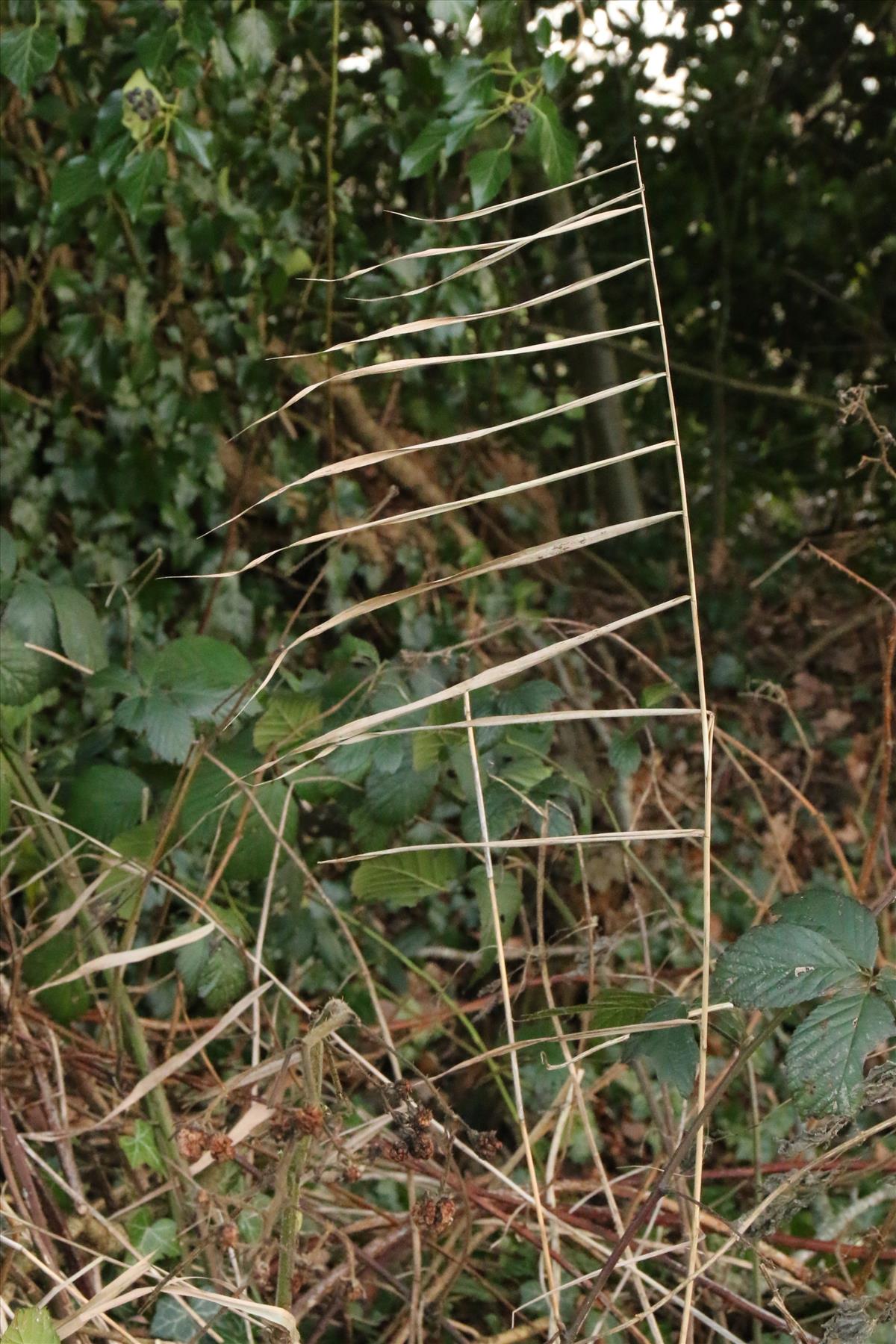 Phragmites australis (door Willem Braam)