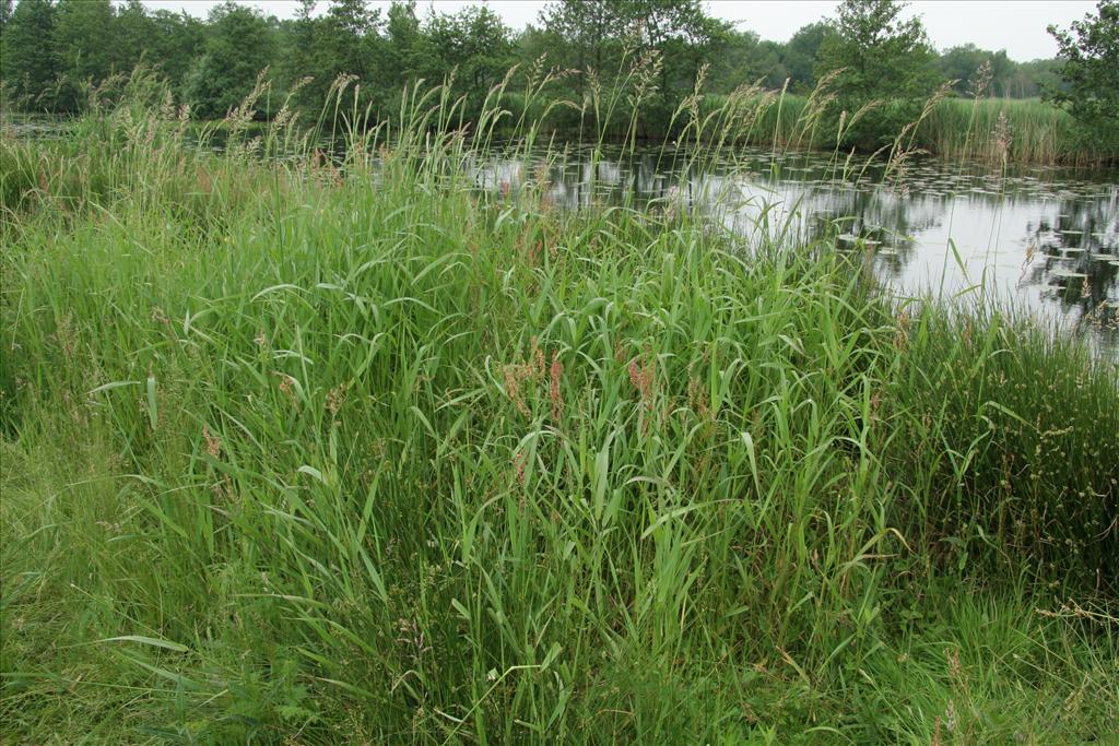 Phalaris arundinacea (door Willem Braam)