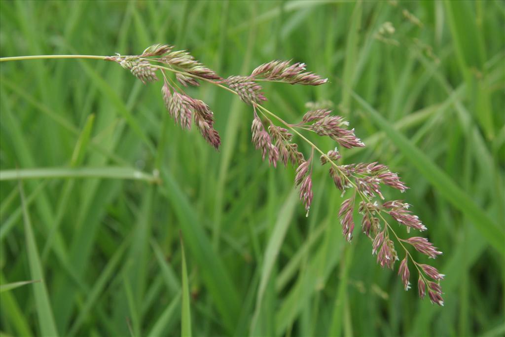 Phalaris arundinacea (door Willem Braam)