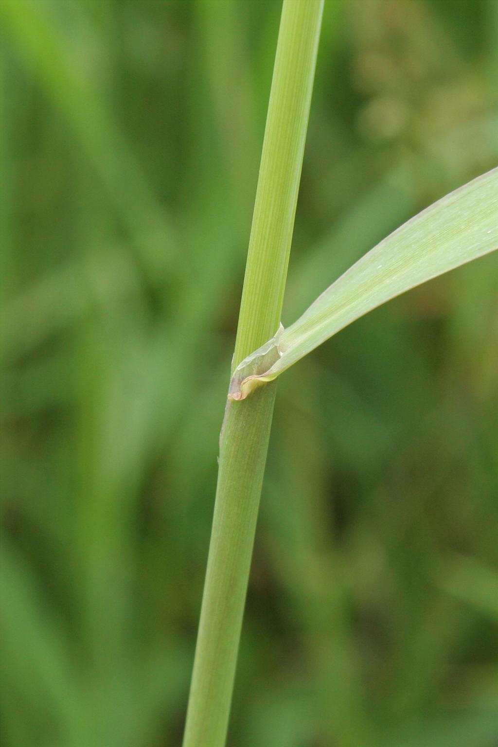 Phalaris arundinacea (door Willem Braam)