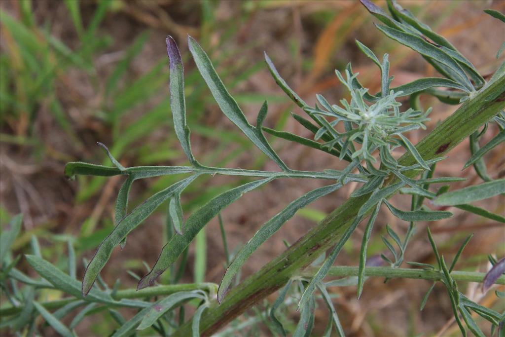 Centaurea stoebe (door Willem Braam)