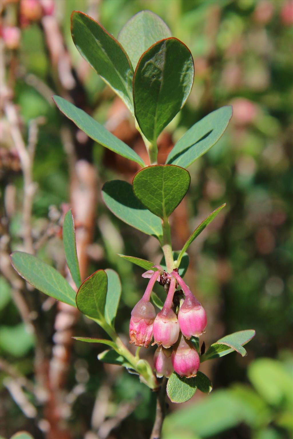 Vaccinium uliginosum (door Willem Braam)