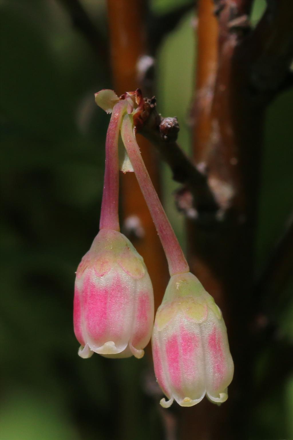 Vaccinium uliginosum (door Willem Braam)