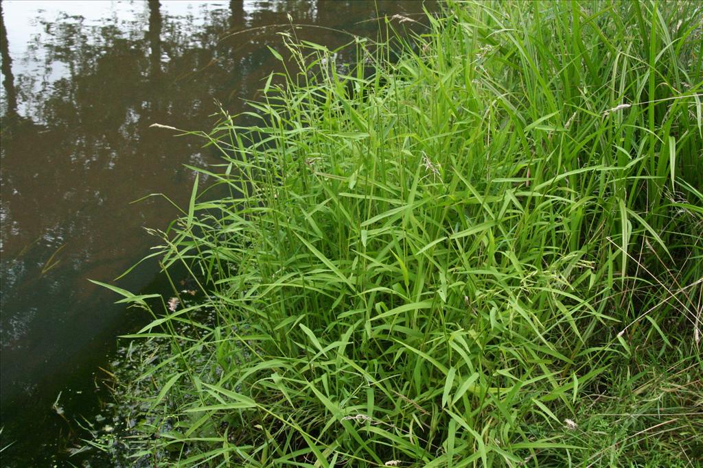 Leersia oryzoides (door Willem Braam)