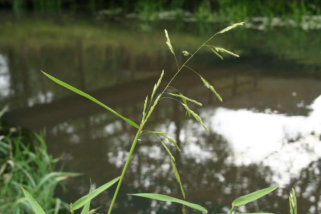 Leersia oryzoides (door Willem Braam)