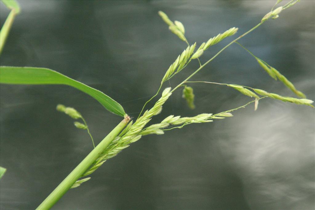 Leersia oryzoides (door Willem Braam)