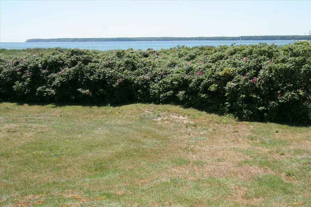 Rosa rugosa (door Willem Braam)