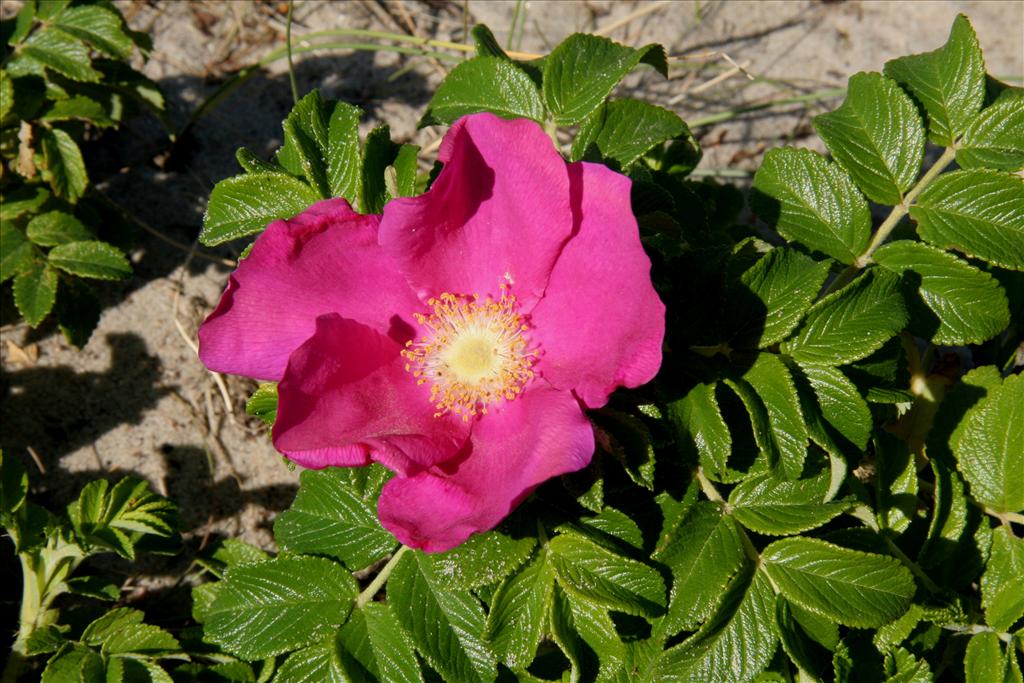 Rosa rugosa (door Willem Braam)