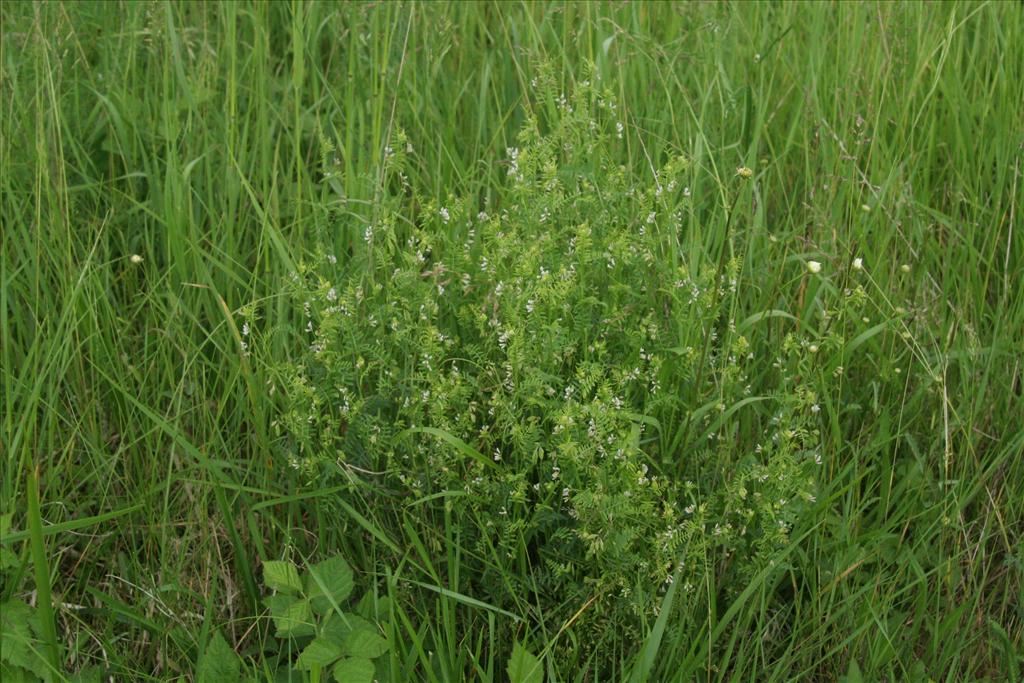 Vicia hirsuta (door Willem Braam)