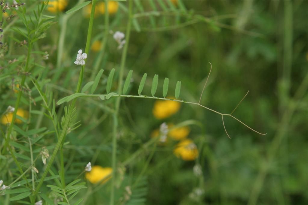 Vicia hirsuta (door Willem Braam)