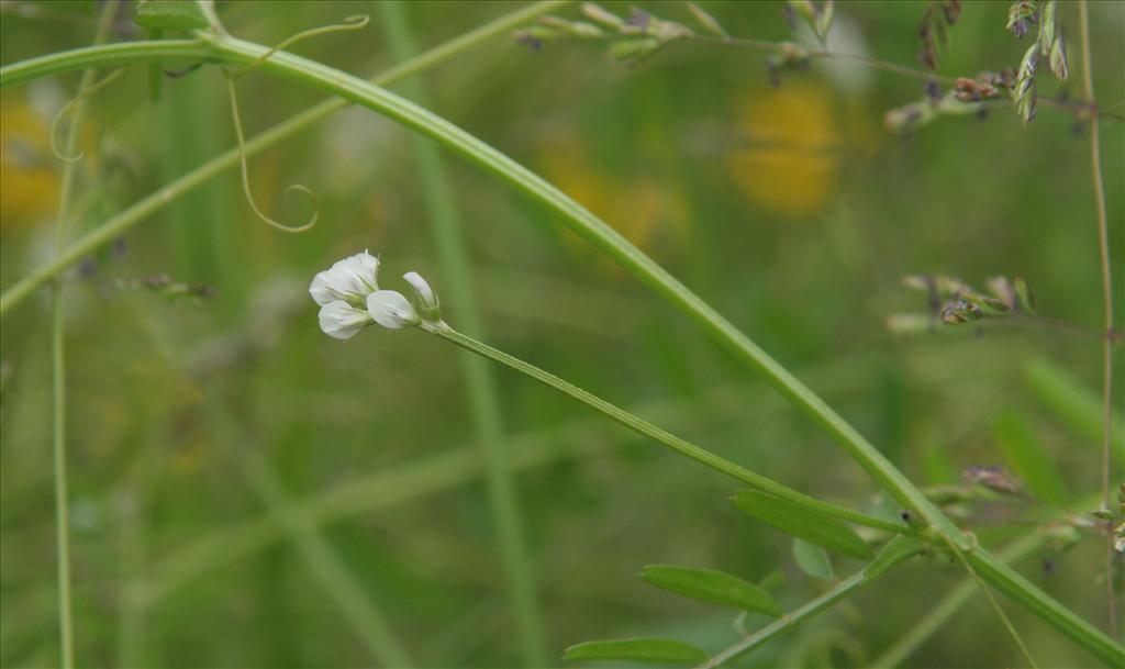 Vicia hirsuta (door Willem Braam)