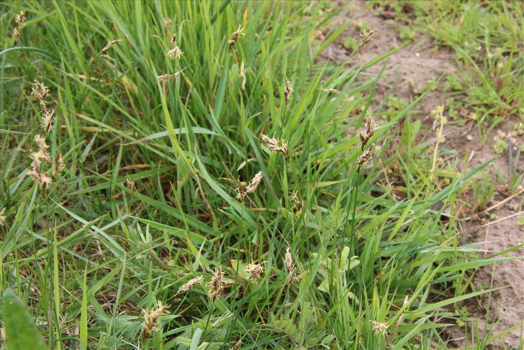 Carex colchica (door Willem Braam)