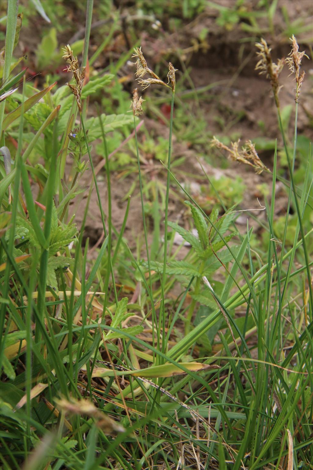 Carex colchica (door Willem Braam)