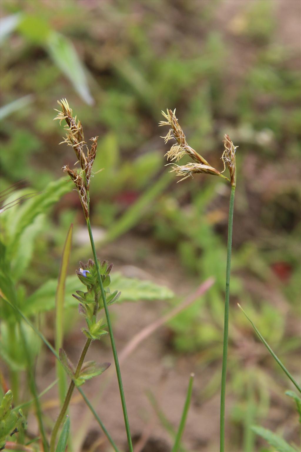 Carex colchica (door Willem Braam)