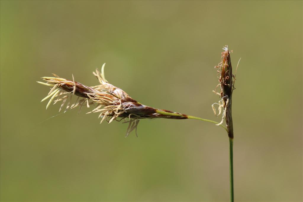 Carex colchica (door Willem Braam)