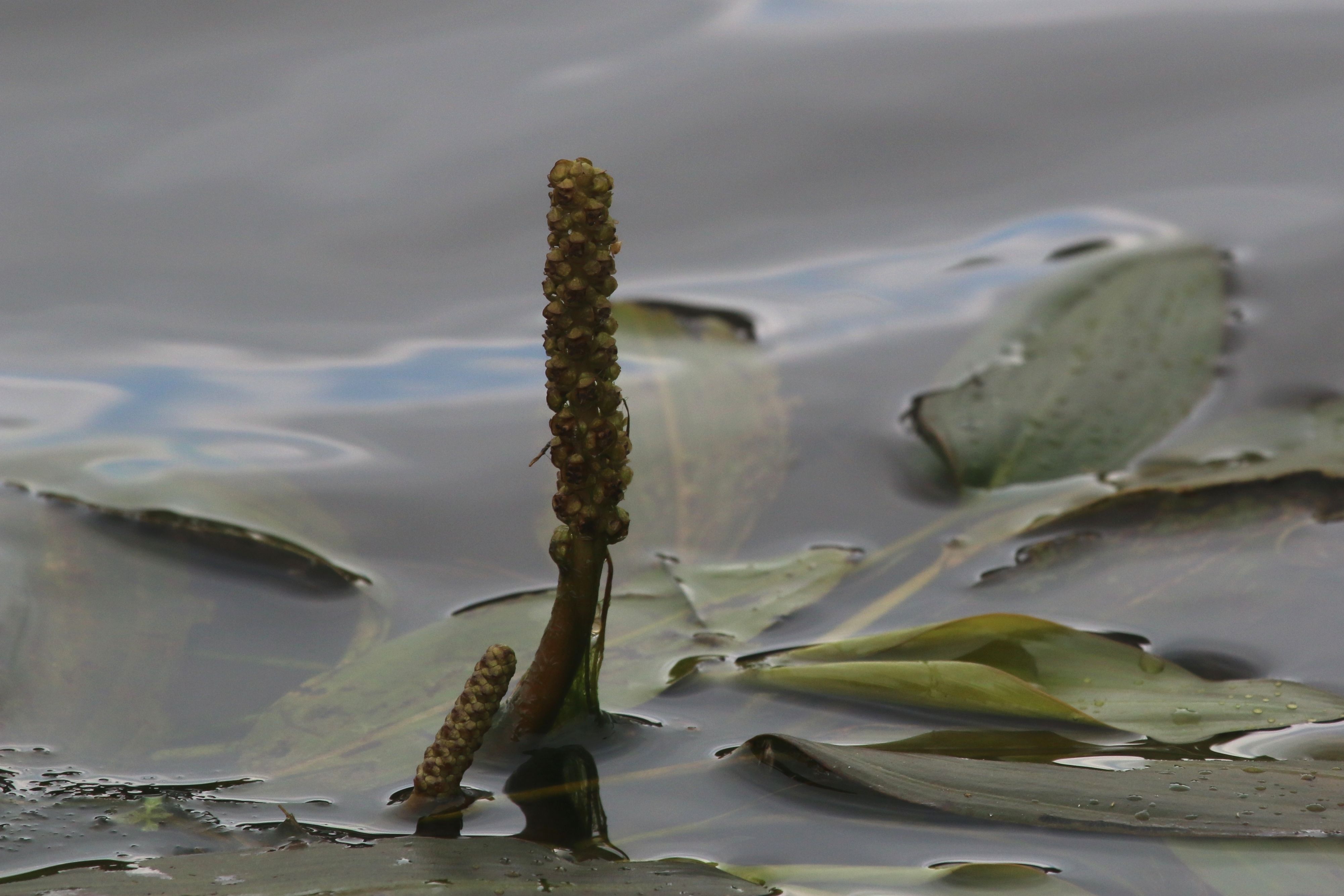 Potamogeton nodosus (door Willem Braam)