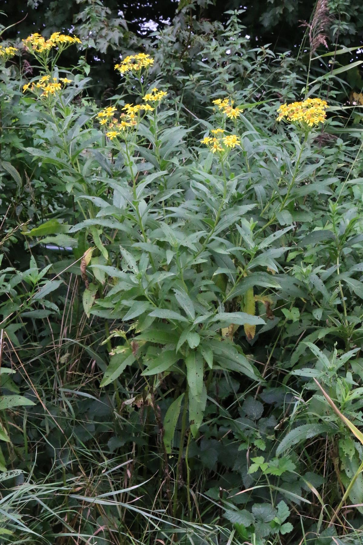 Senecio sarracenicus (door Willem Braam)