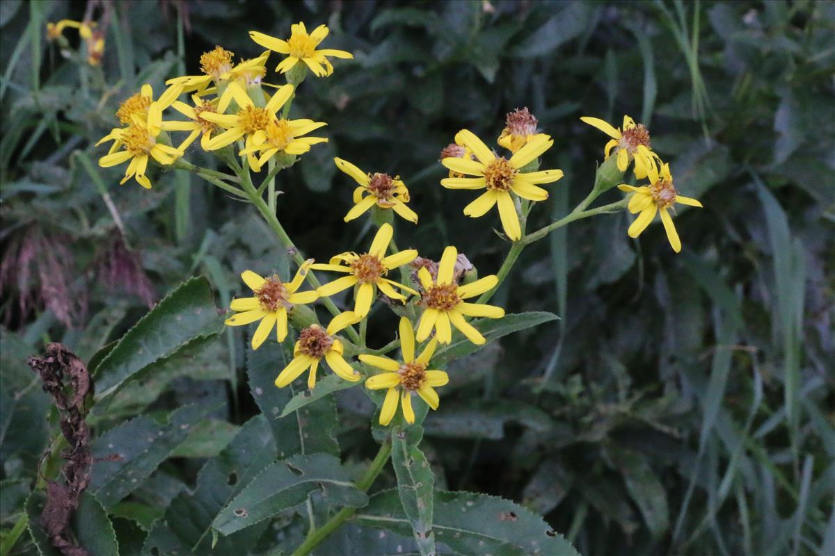 Senecio sarracenicus (door Willem Braam)