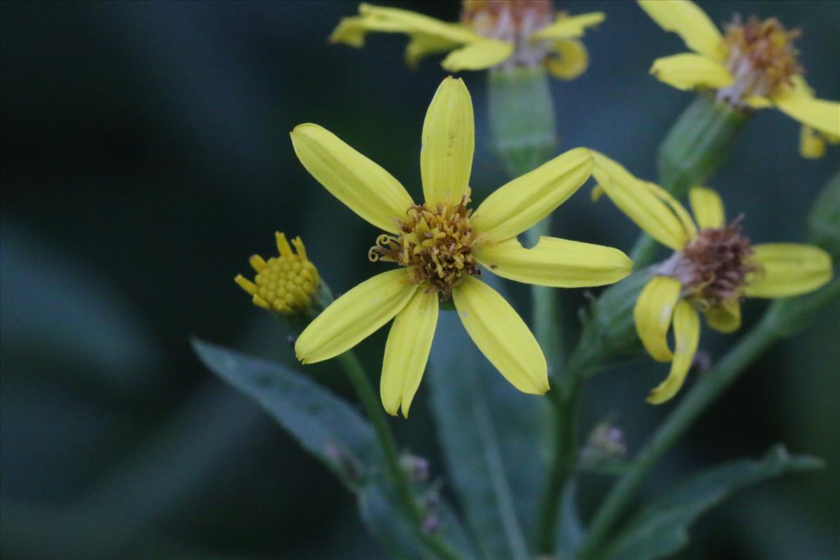 Senecio sarracenicus (door Willem Braam)