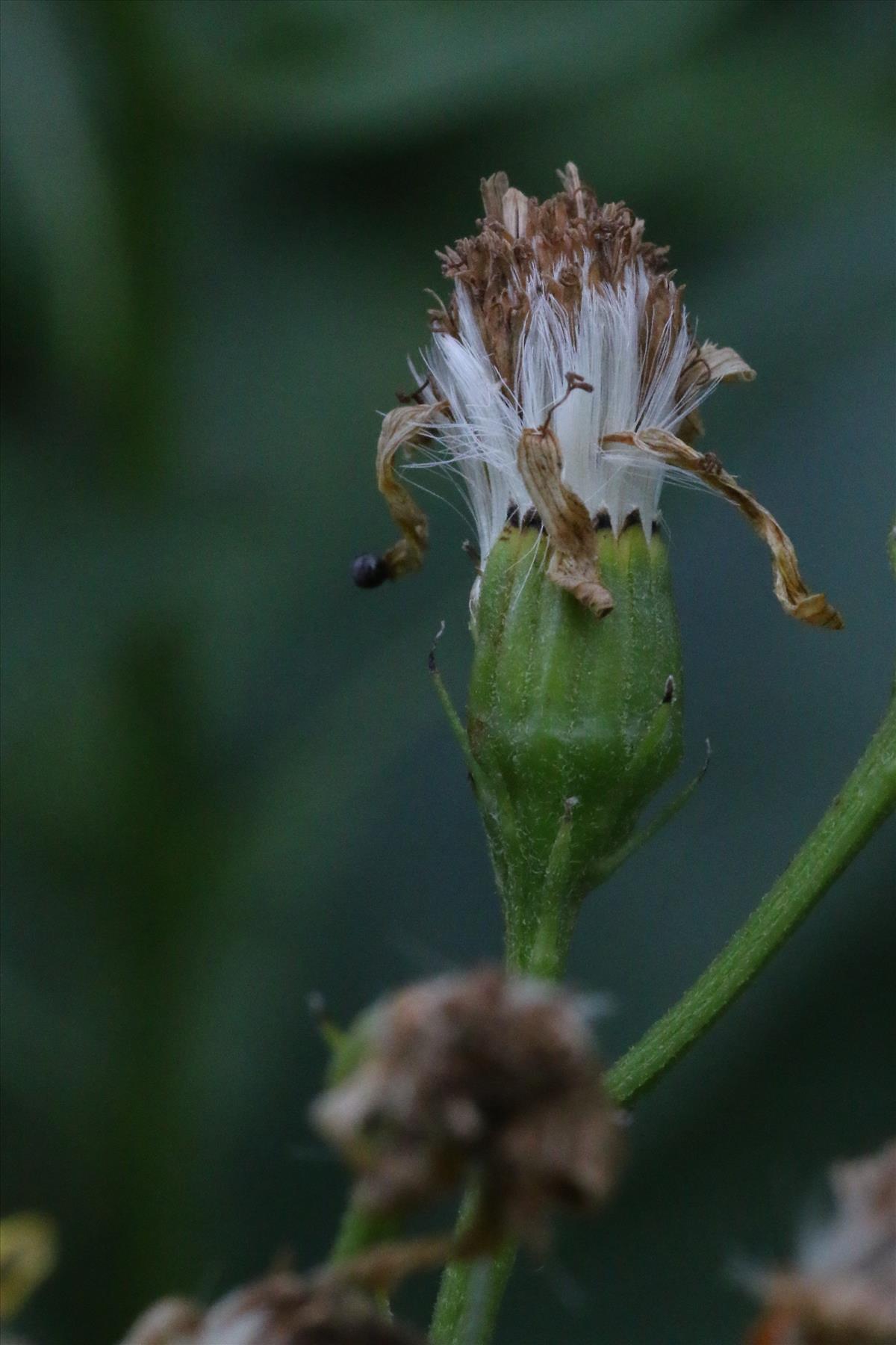 Senecio sarracenicus (door Willem Braam)