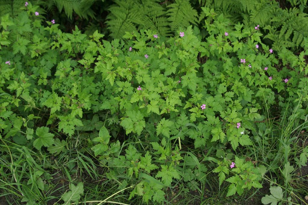 Geranium robertianum (door Willem Braam)