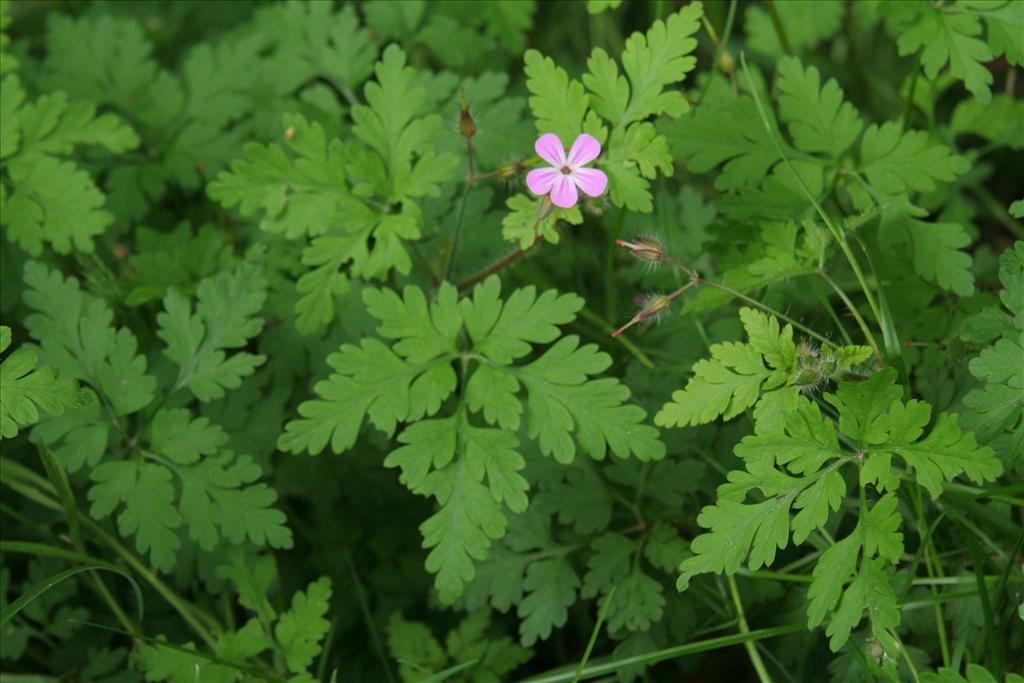 Geranium robertianum (door Willem Braam)