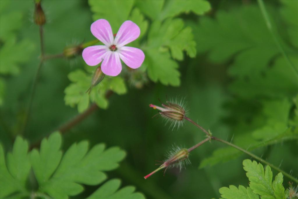 Geranium robertianum (door Willem Braam)