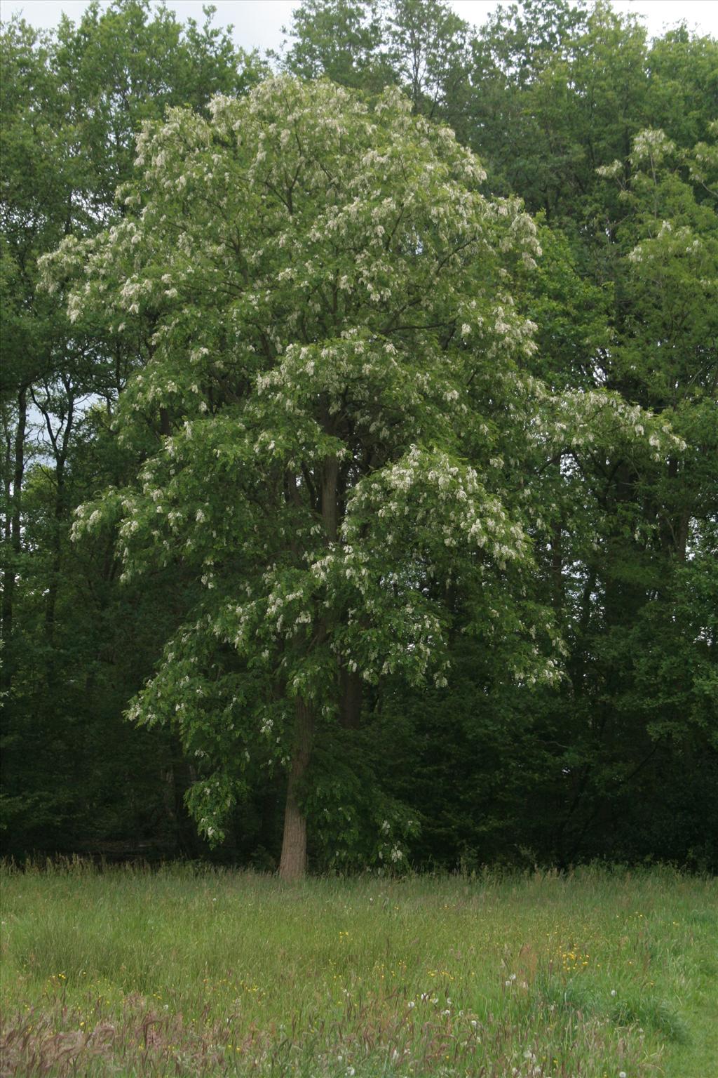 Robinia pseudoacacia (door Willem Braam)