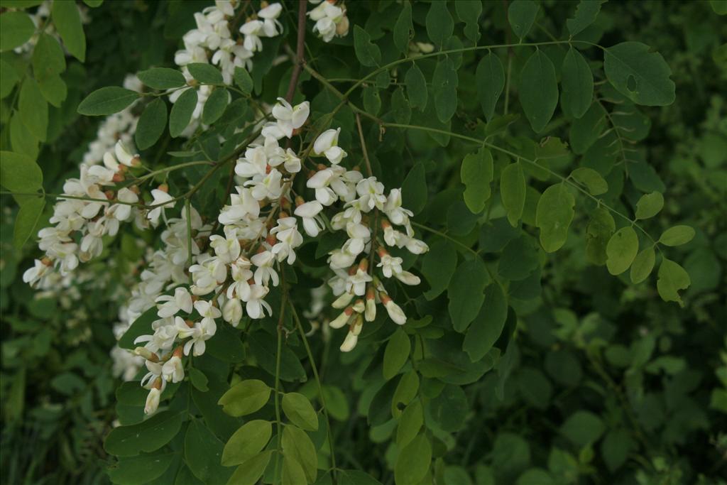 Robinia pseudoacacia (door Willem Braam)