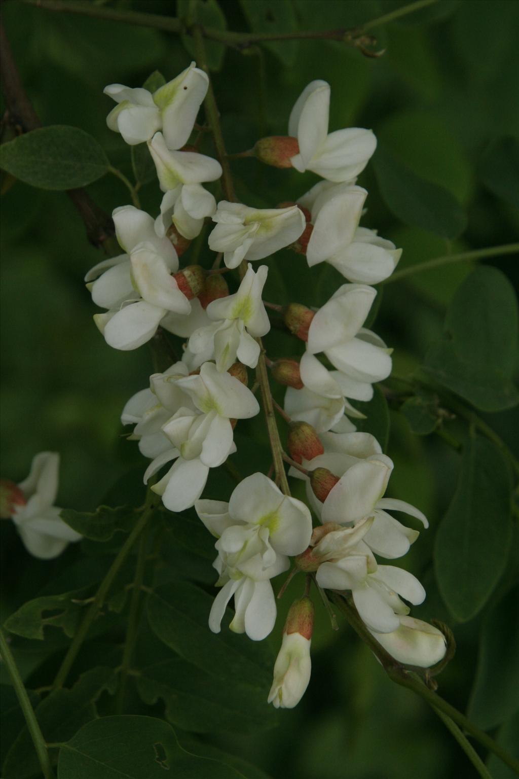 Robinia pseudoacacia (door Willem Braam)