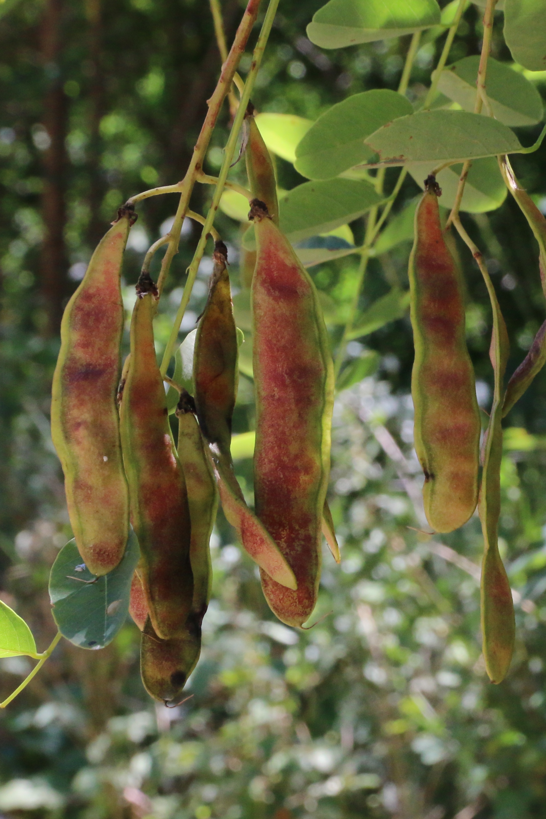 Robinia pseudoacacia (door Willem Braam)