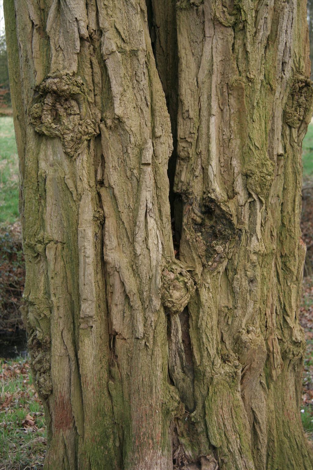 Robinia pseudoacacia (door Willem Braam)