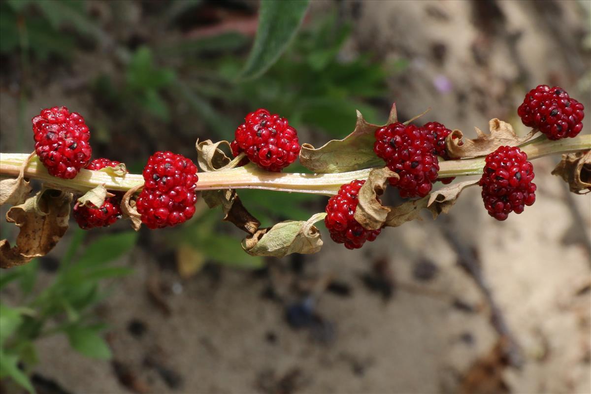 Blitum virgatum (door Willem Braam)