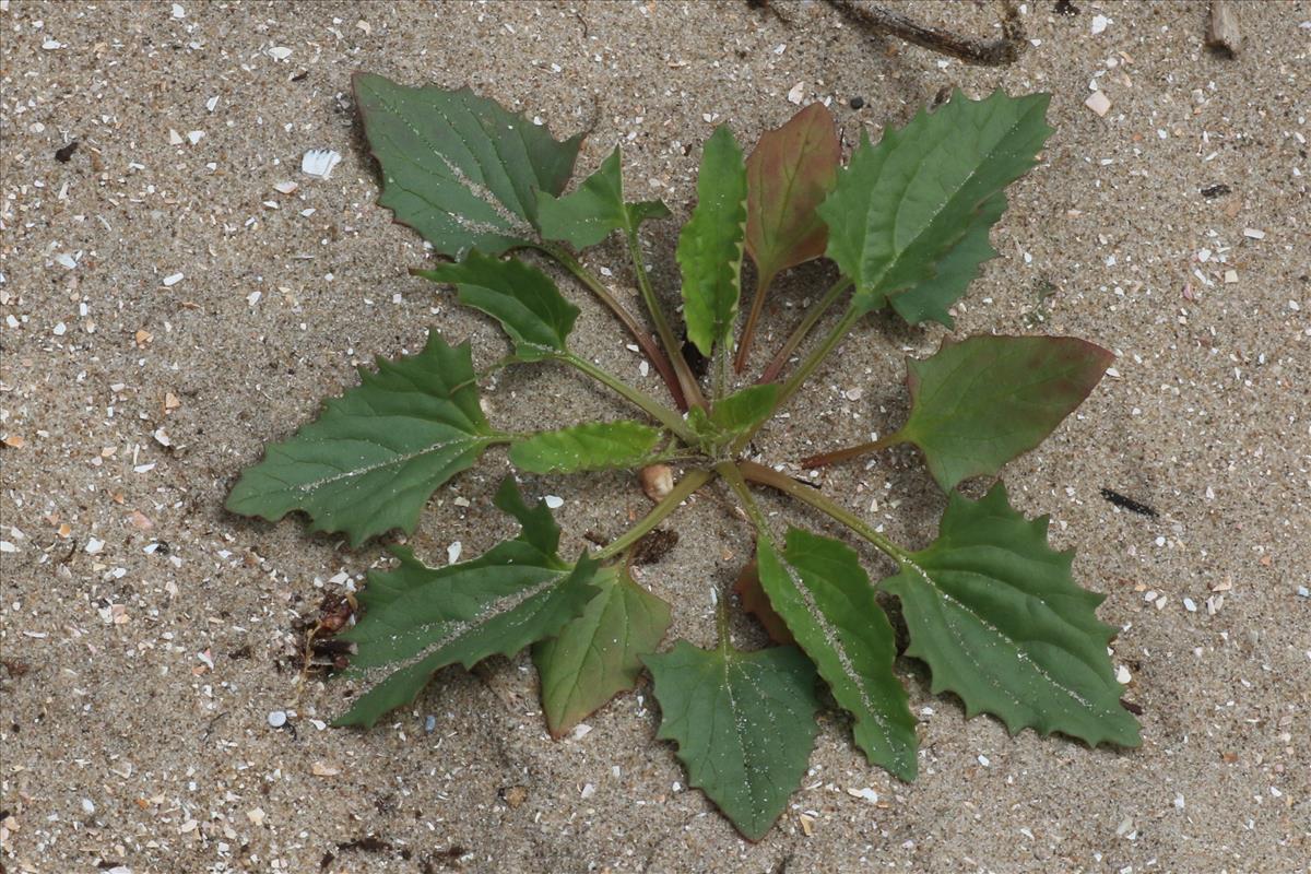 Blitum virgatum (door Willem Braam)