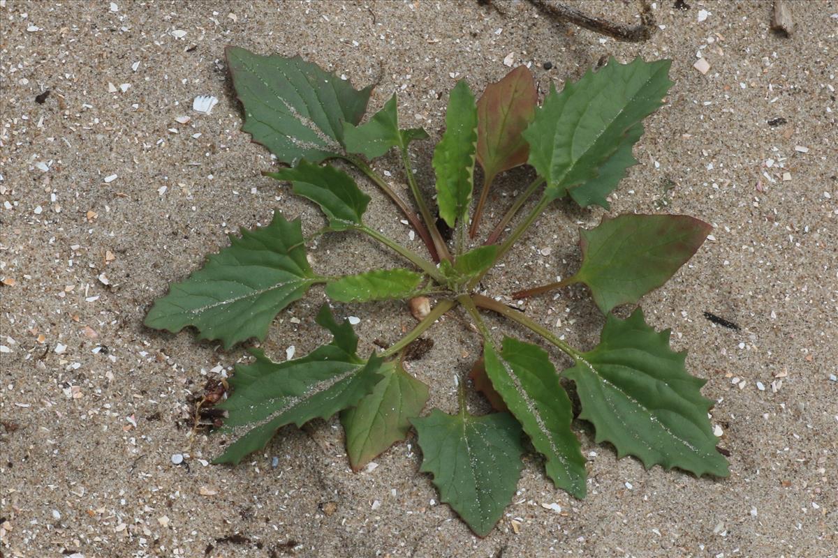 Blitum virgatum (door Willem Braam)