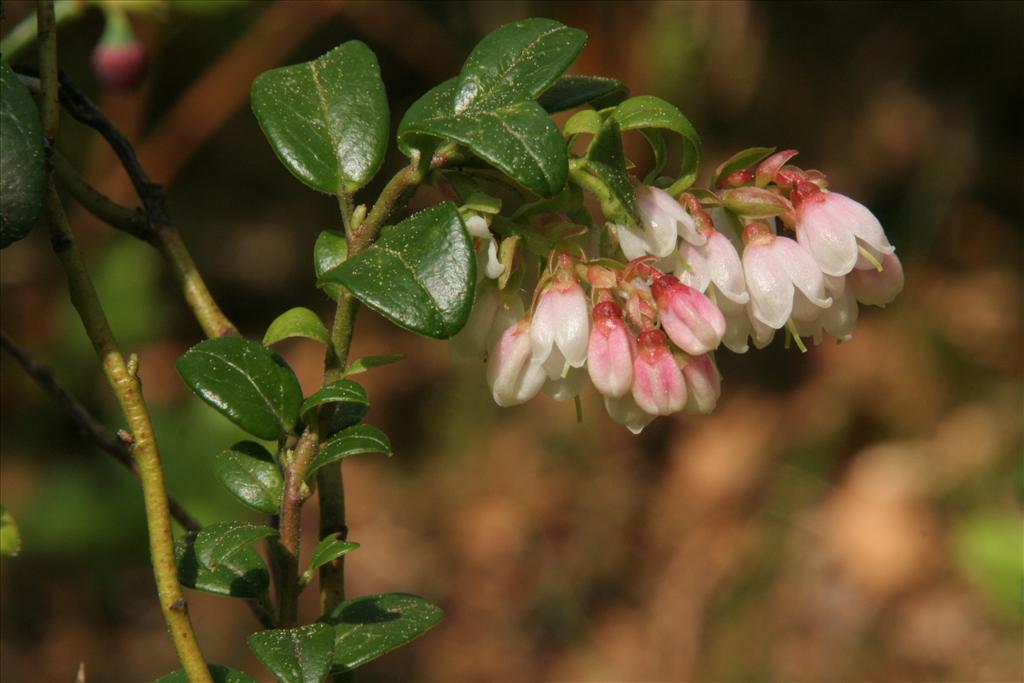 Vaccinium vitis-idaea (door Willem Braam)