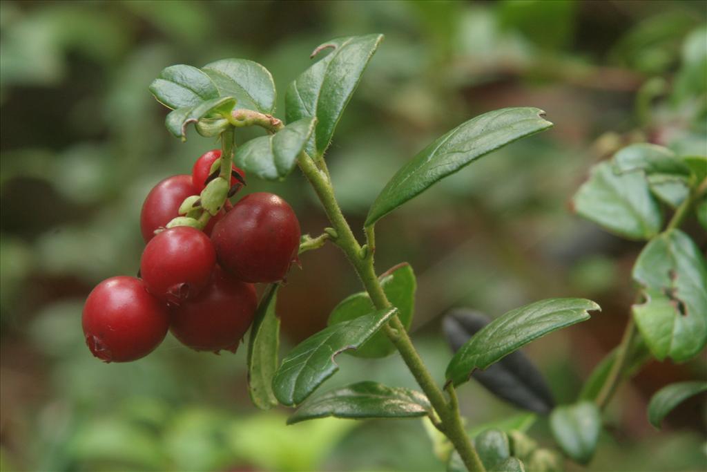 Vaccinium vitis-idaea (door Willem Braam)