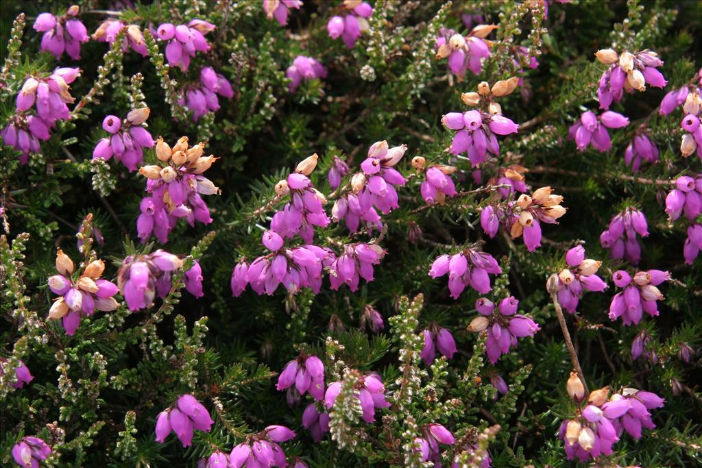 Erica cinerea (door Willem Braam)