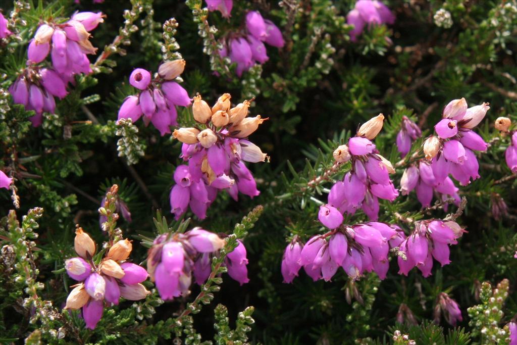 Erica cinerea (door Willem Braam)