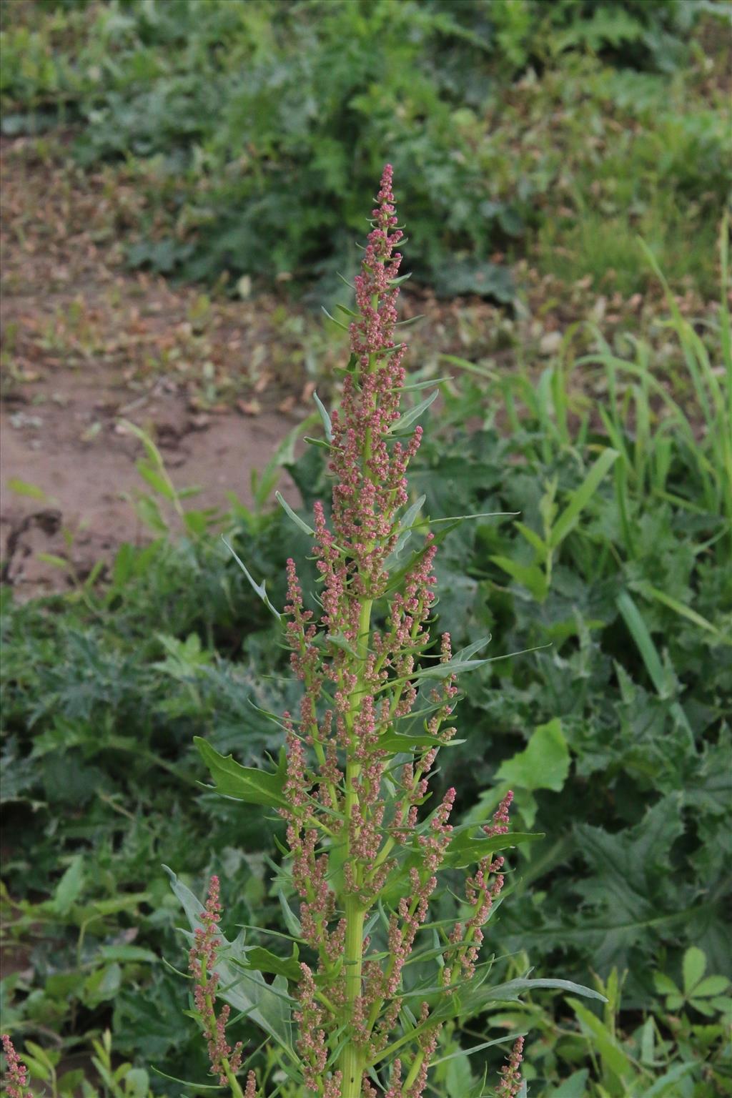 Oxybasis rubra (door Willem Braam)