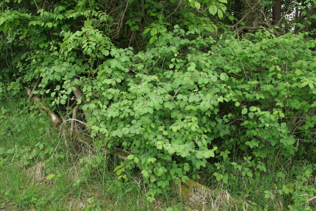 Lonicera xylosteum (door Willem Braam)